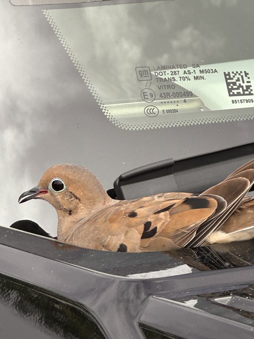 2 pic. Pidgeon commandeered a hummer ev ??? https://t.co/26SskSYehu