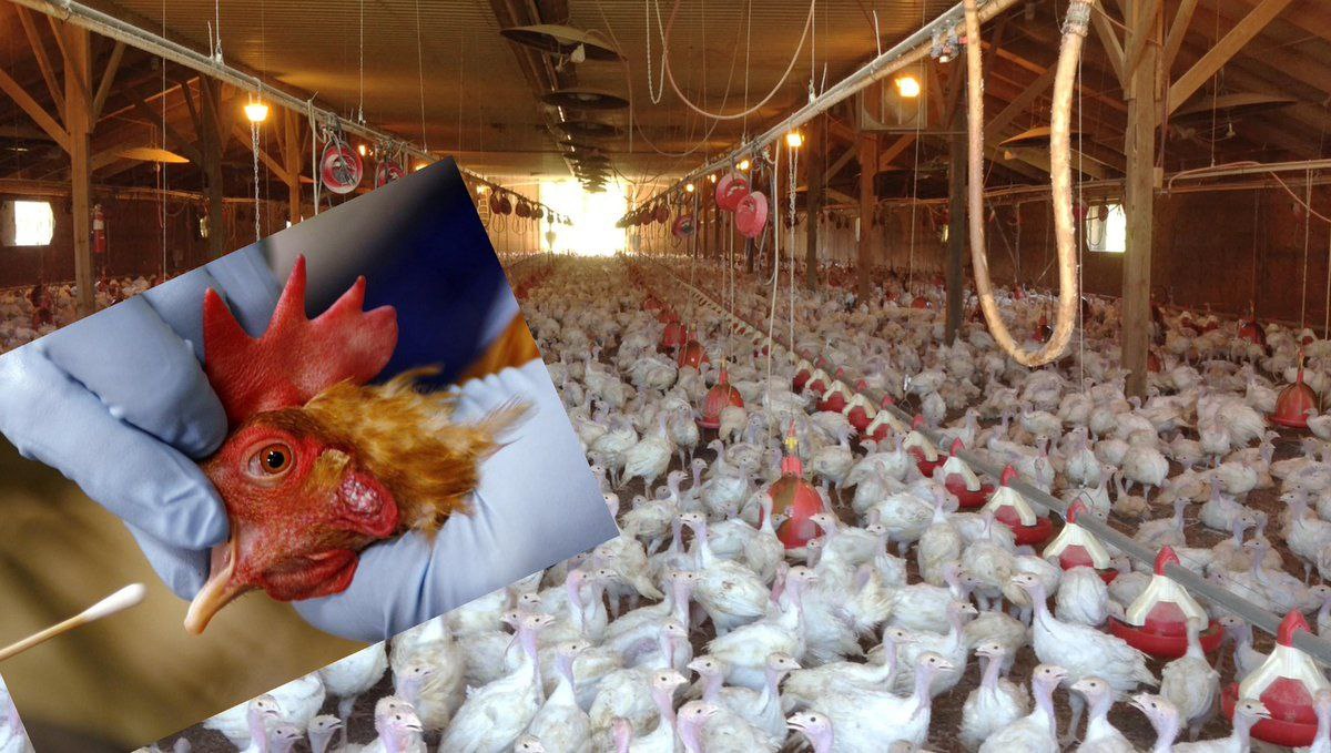 GeneralMCNews's tweet photo. BREAKING: 1.8 million chickens were killed in Colorado last night. 

Colorado Gov. Jared Polis declared a state of emergency because H5N1 bird flu has been detected with the PCR test at one farm. https://t.co/WMKnp04sfz