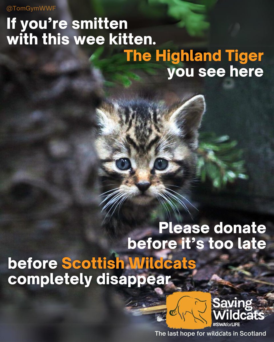 tomgymwwf's tweet photo. #NationalKittenDay | @OneMinuteBriefs | @SaveOurWildcats
My ad is dedicated to the amazing work #SWAforLIFE do saving #Wildcats from the brink of extinction in the #UK
Help save them. Take action ➡ https://t.co/vBWZugDud9 https://t.co/L9gajcztcs