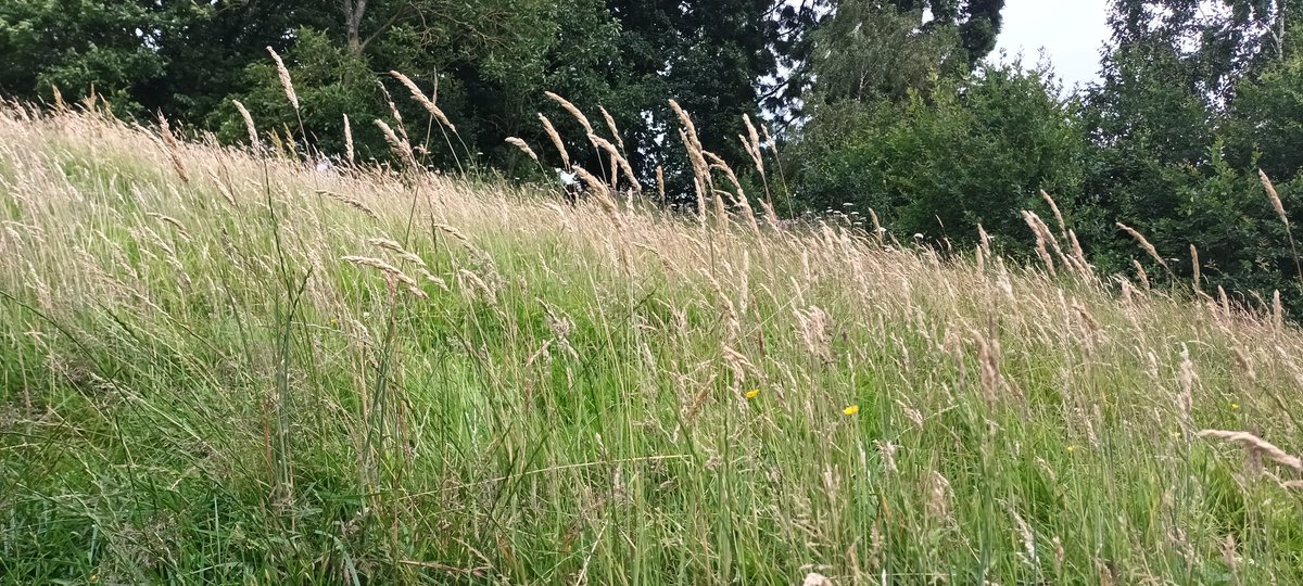 Beautiful wild area in Friary Park! So lovely to see the long grass left for wildlife.  Well done <a href="/BarnetCouncil/">Barnet Council</a>