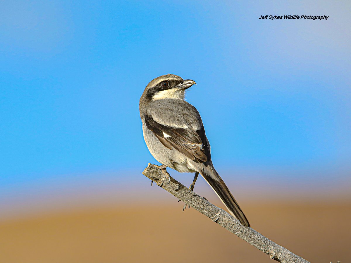 The Iberian grey shrike (Lanius meridionalis) is a member of the shrike family. It is closely related to the great grey shrike, Lanius excubitor, and its plumage is generally similar to the great grey shrike apart from the differences noted below. The Iberian was previously