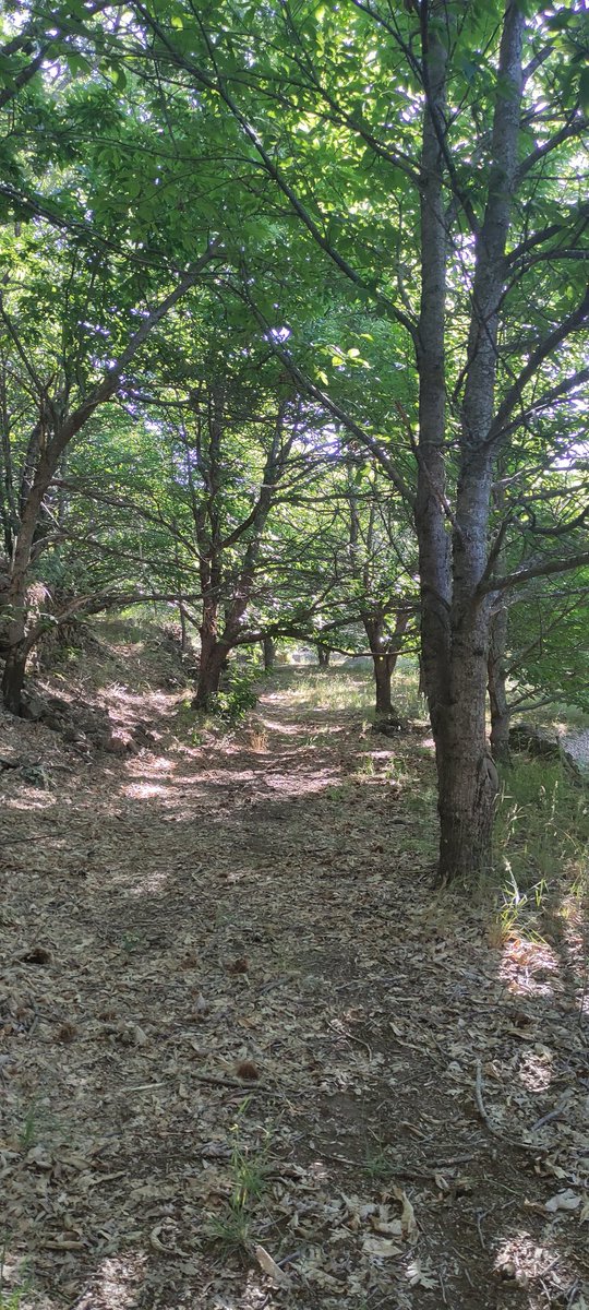 fbravo_SFM's tweet image. Último día del 2° plazo de inscripción en #DataForest

iufor.uva.es/masterdatafore…

Únete a la revolución combinando transformación digital con transformación ecológica.
Perfil múltiple muy demandado.
Oportunidad de doble titulación 
Si no es ahora, ¿Cuándo?
apps.stic.uva.es/preinsmaster/i…