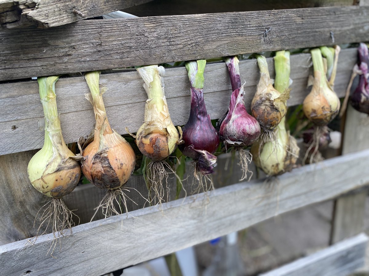 Truus Wijnen tweet media