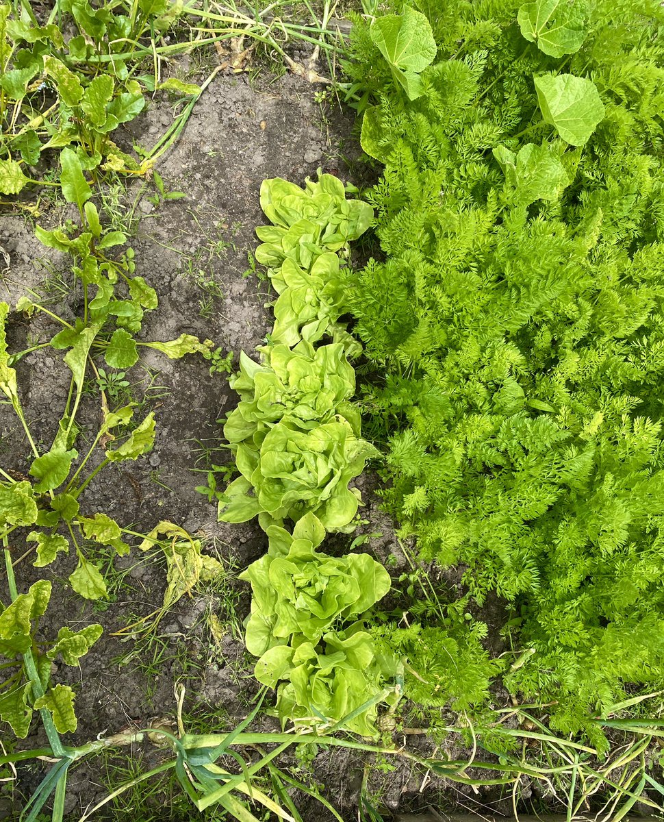 Truus Wijnen tweet media