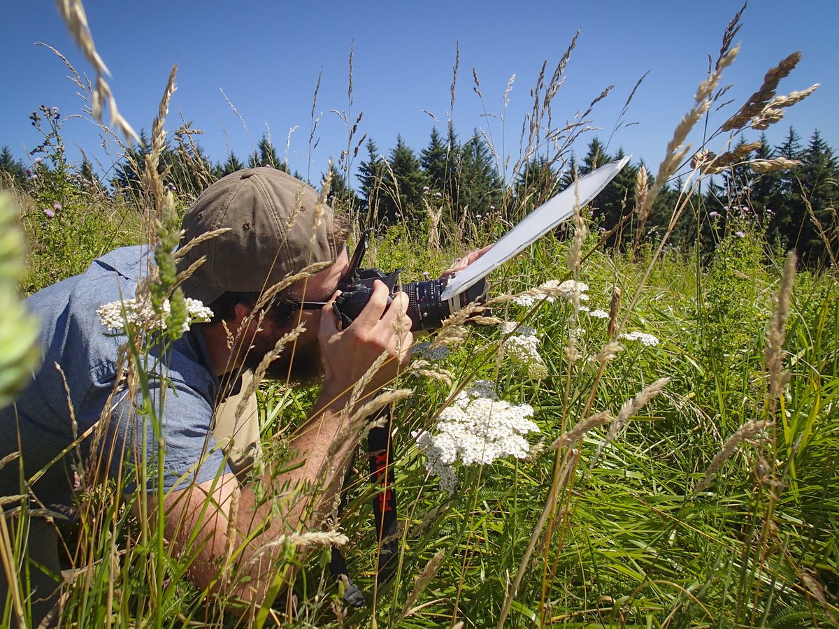 almost exactly 10 years ago on the Oregon coast, I shot Ctenucha rubroscapus on Achillea. Looks like I'm using a fisheye on a teleconverter and diffusing the pop up flash: