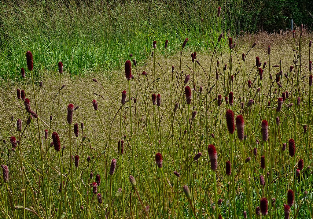 Our very special Sanguisorba Janets Jewel is looking great in the nursery against the fluffy flowers of Deschampsia Goldtau.