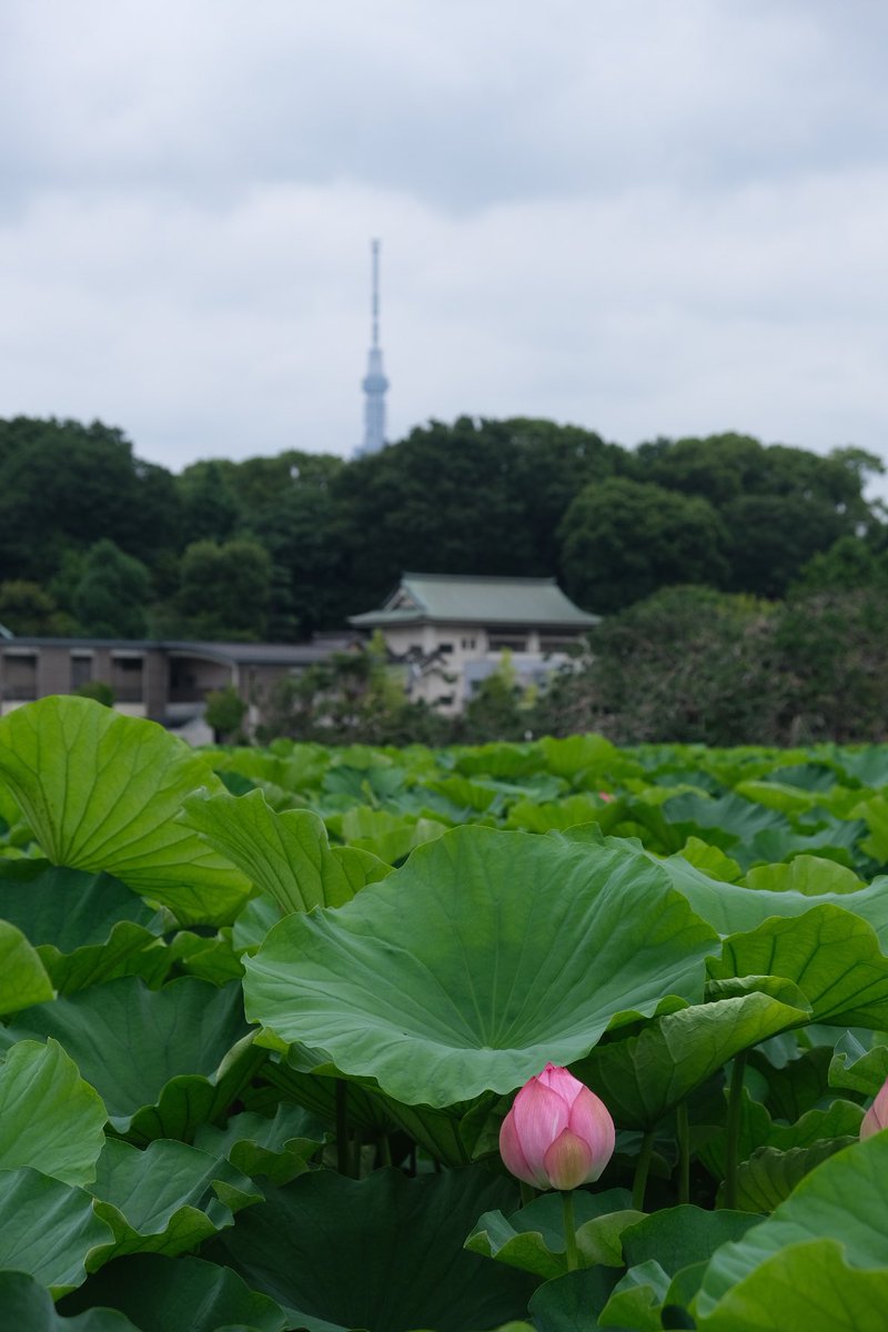 I had a great time at #ASSC27 in Tokyo last week, which was my first international conference! So many interesting talks and posters, and I enjoyed discussing my PhD work exploring heart rate synchrony during narrative comprehension 🧠🫀Looking forward to the next one.