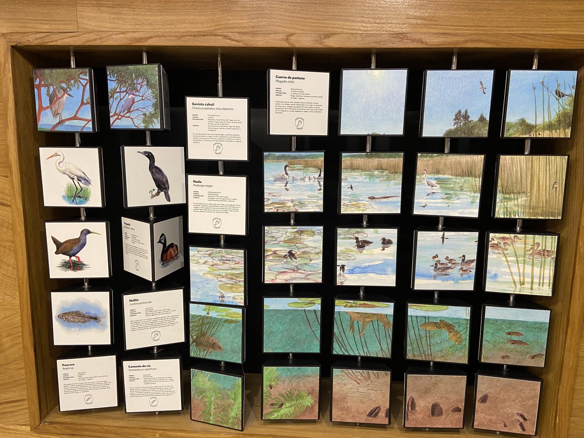 Valdigonia 🌠 tweet media