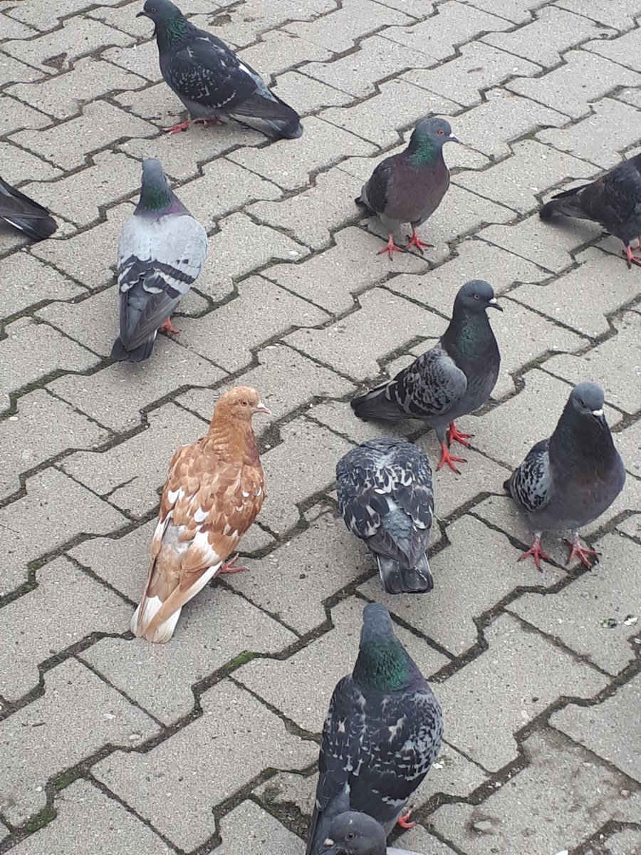 Jan Van Pigeon is really fucking pissed off.