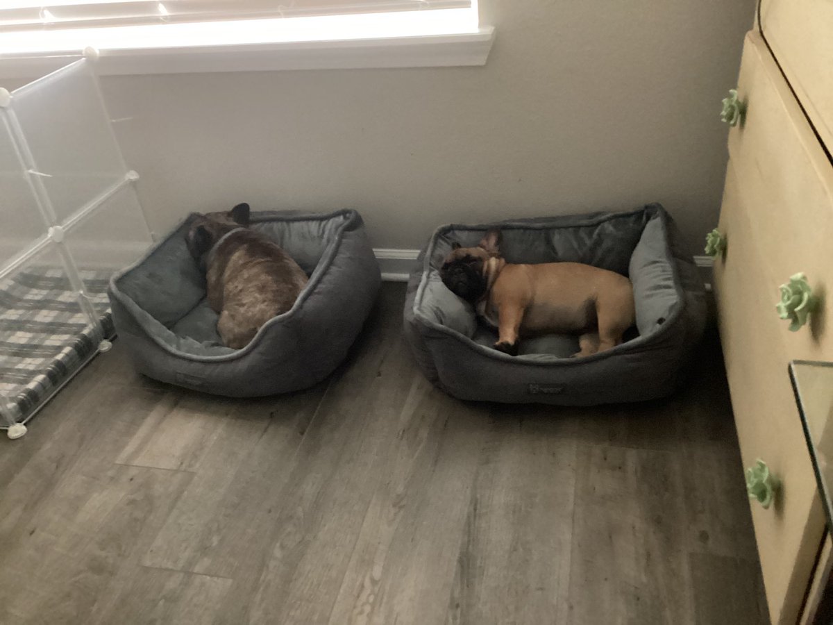 My #FrenchieLife girlies♥️🐾🐶