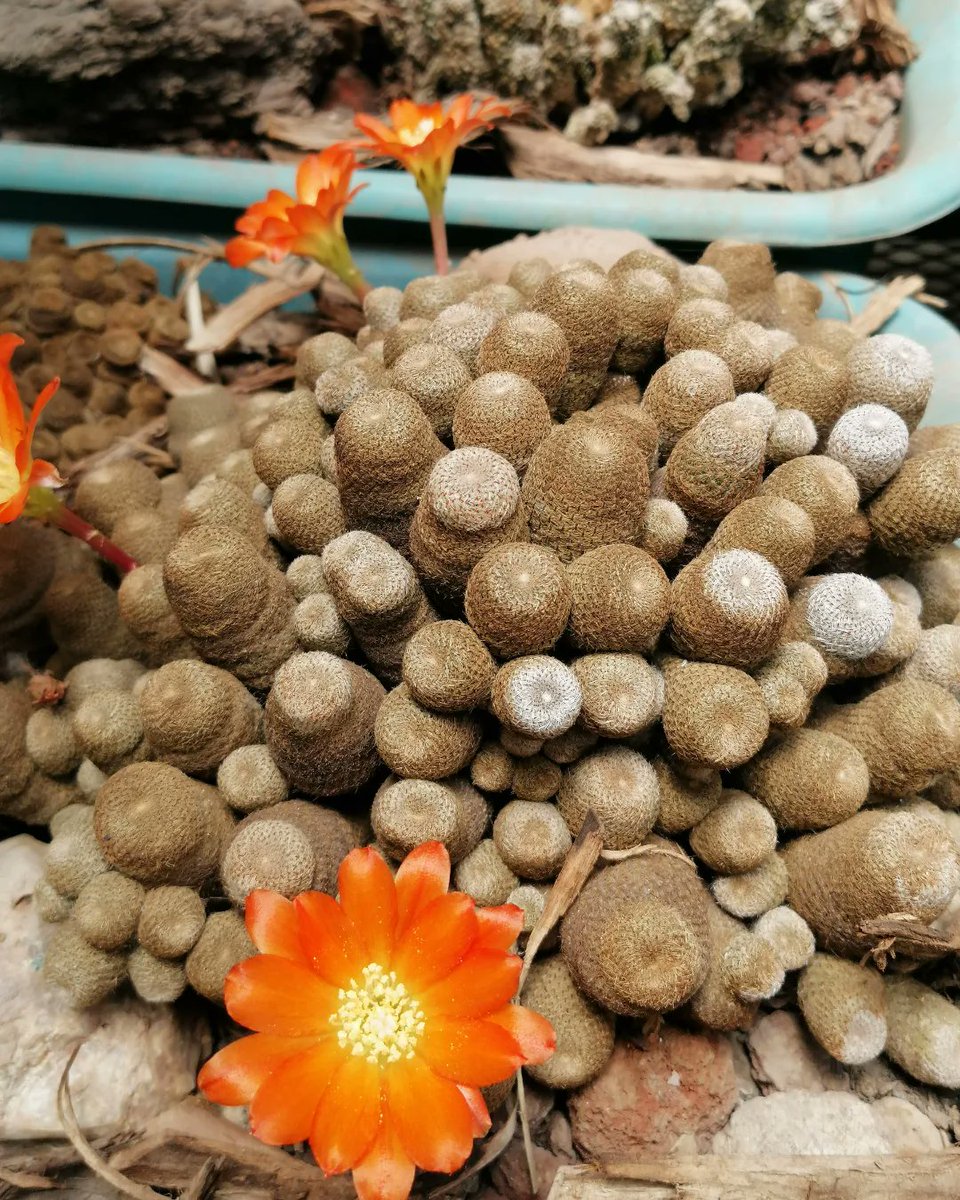 ElAridarium's tweet photo. Rebutia heliosa 🐝🏵️🏵️🏵️ 🌵🌵🌵🌵🌵🌵👌🏼👌🏼👌🏼👌🏼👌🏼🤠 #CultivosLegendarios #cactusysuculentas #cactaceas #succulentcollection #LegendaryPlants #el_aridarium #pasionPorElCultivo https://t.co/yQ7rDUxIoQ