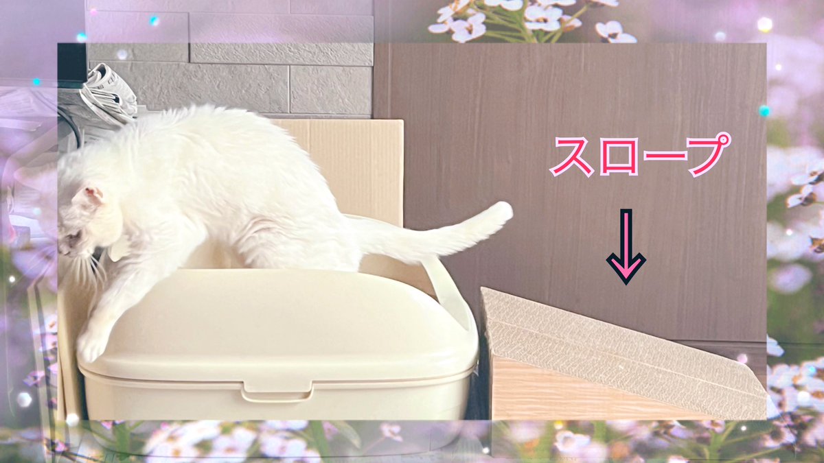 renho_sha's tweet image. おはようございます！

トイレ大事！
21歳富士子ちゃのためにスロープつけたのに。
難易度の高い出入りをするのであった…

シニアペットあるあるなの？？😂😂