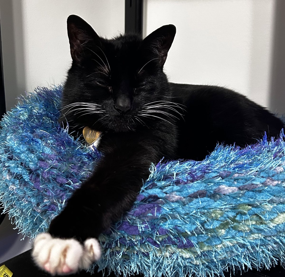 i appreciate all the kind words so, so much
for now all i can do is get my cat ready for surgery and chemo and hope it helps
thank you everyone 💙 🩵