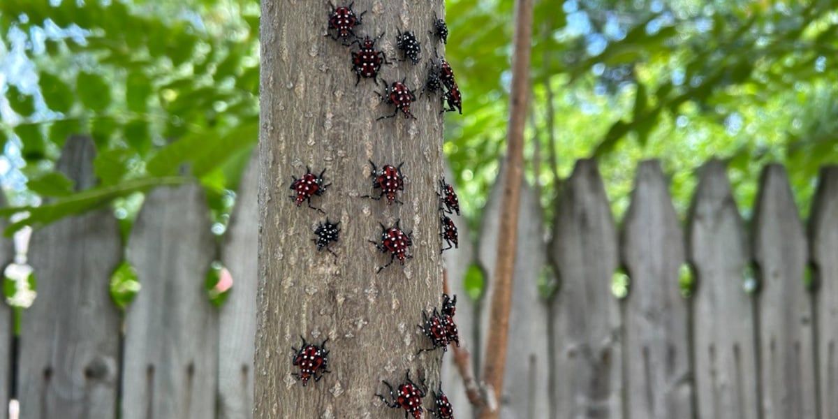 You can report spotted lanternfly (SLF) sightings in Wisconsin to the Wisconsin Department of Agriculture, Trade and Consumer Protection (DATCP) by filling out the reporting form at slf.wi.gov.

buff.ly/3RVTPhl
