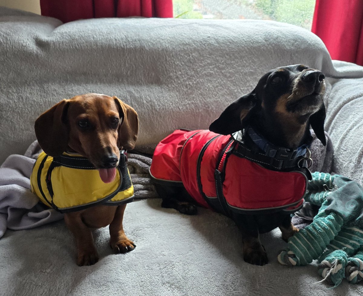 From their faces I'm not sure if they like the rain coats or not but they actually went out in the rain for once. #dachsund