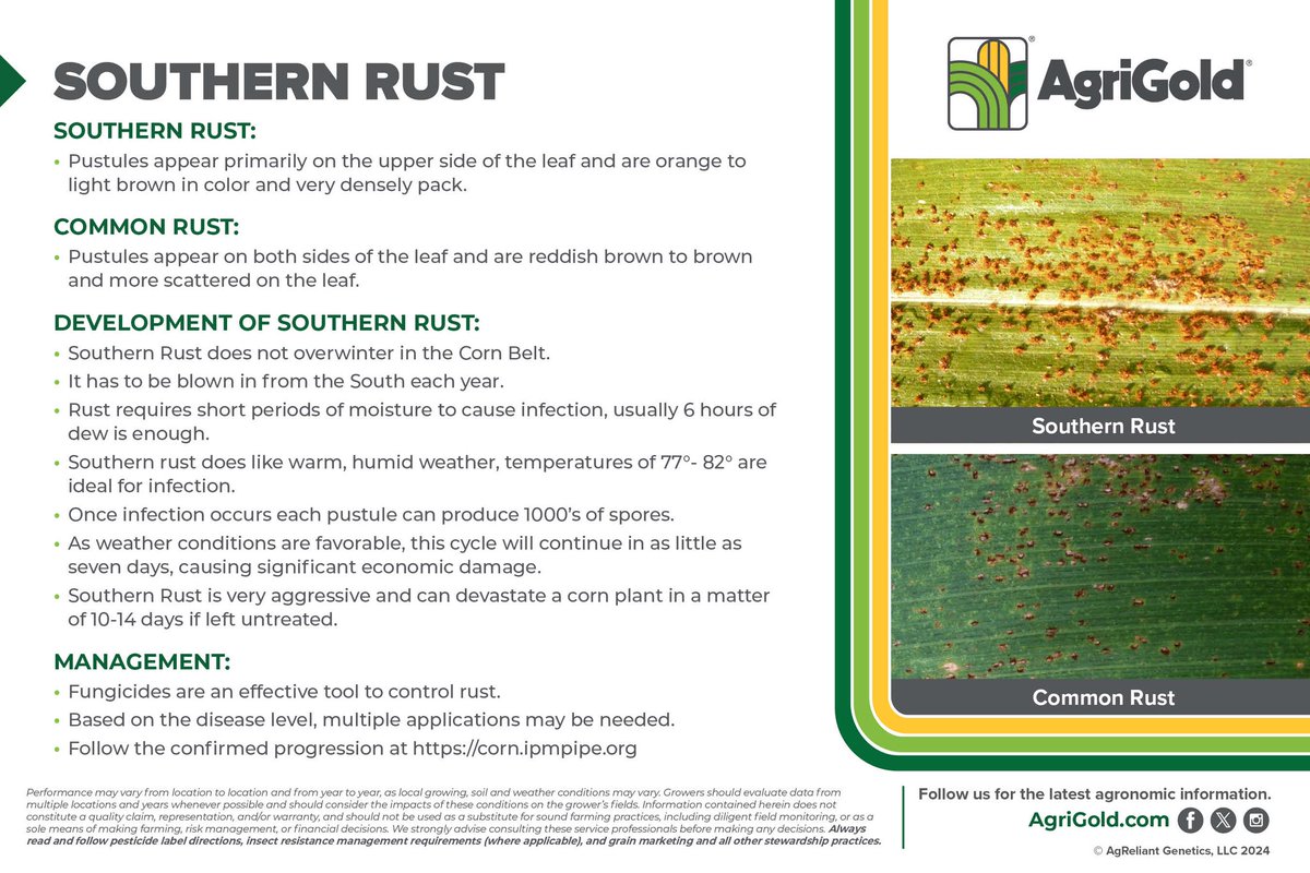 agrjosh's tweet photo. #southernrust Update. I know the value of this #corn crop is going down everyday, however we have to protect what we have. Fungicides work very well controlling this disease especially if applied before infection. @AgriGold https://t.co/BV27hHofRm