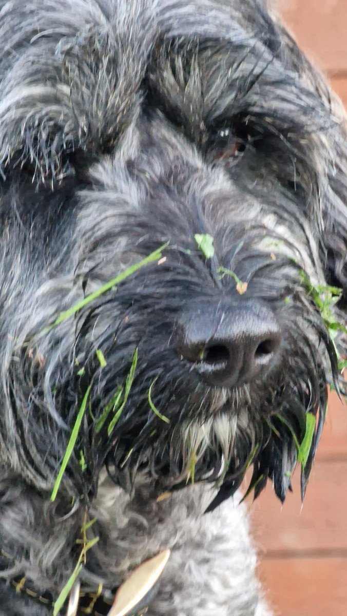 grass