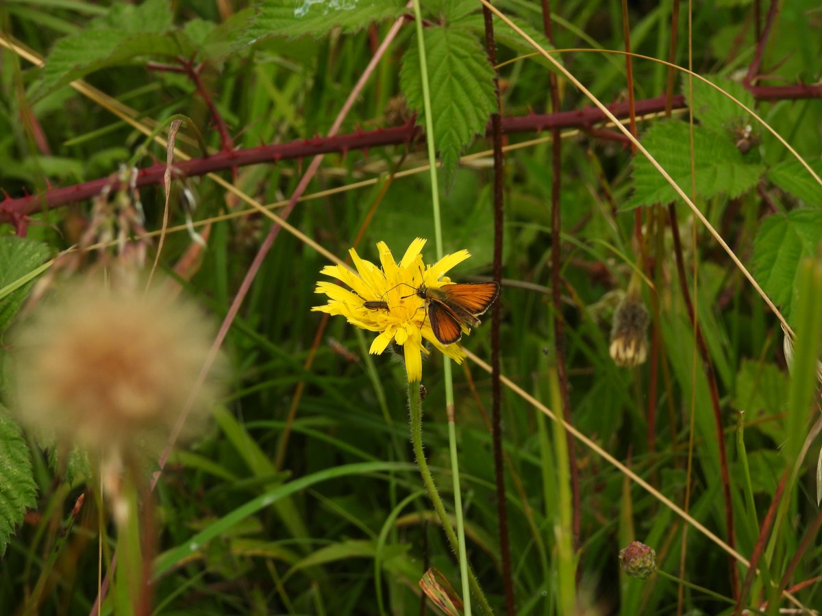 nul_points's tweet photo. A few 🦋(+ Odonata) highlights from a breezy walk around Badbury Rings today. A nice fresh Gatekeeper, Essex Skipper (I think - short, straight scent gland, black underside to antenna tip), Silver-Y moth?, and Golden-ringed Dragonfly. @BC_Dorset @DorsetWildlife https://t.co/EpnSsyKHKe