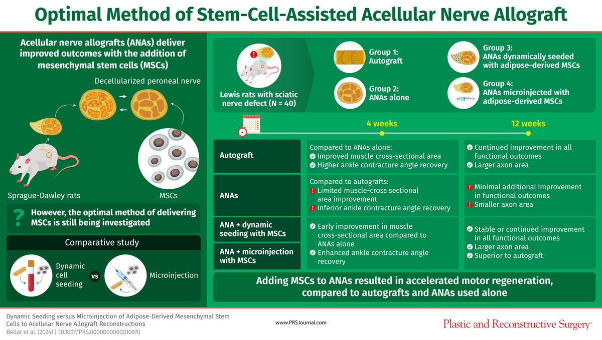 Plastic and Reconstructive Surgery (@prsjournal) on Twitter photo In this <a href="/prsjournal/">Plastic and Reconstructive Surgery</a> study, scientists have compared two mesenchymal #stemcell delivery methods in #acellularnerveallograft reconstructions and how they both compare to autologous #nervegrafting.
Find out more here: bit.ly/ANAStemCells In this <a href="/prsjournal/">Plastic and Reconstructive Surgery</a> study, scientists have compared two mesenchymal #stemcell delivery methods in #acellularnerveallograft reconstructions and how they both compare to autologous #nervegrafting.
Find out more here: bit.ly/ANAStemCells