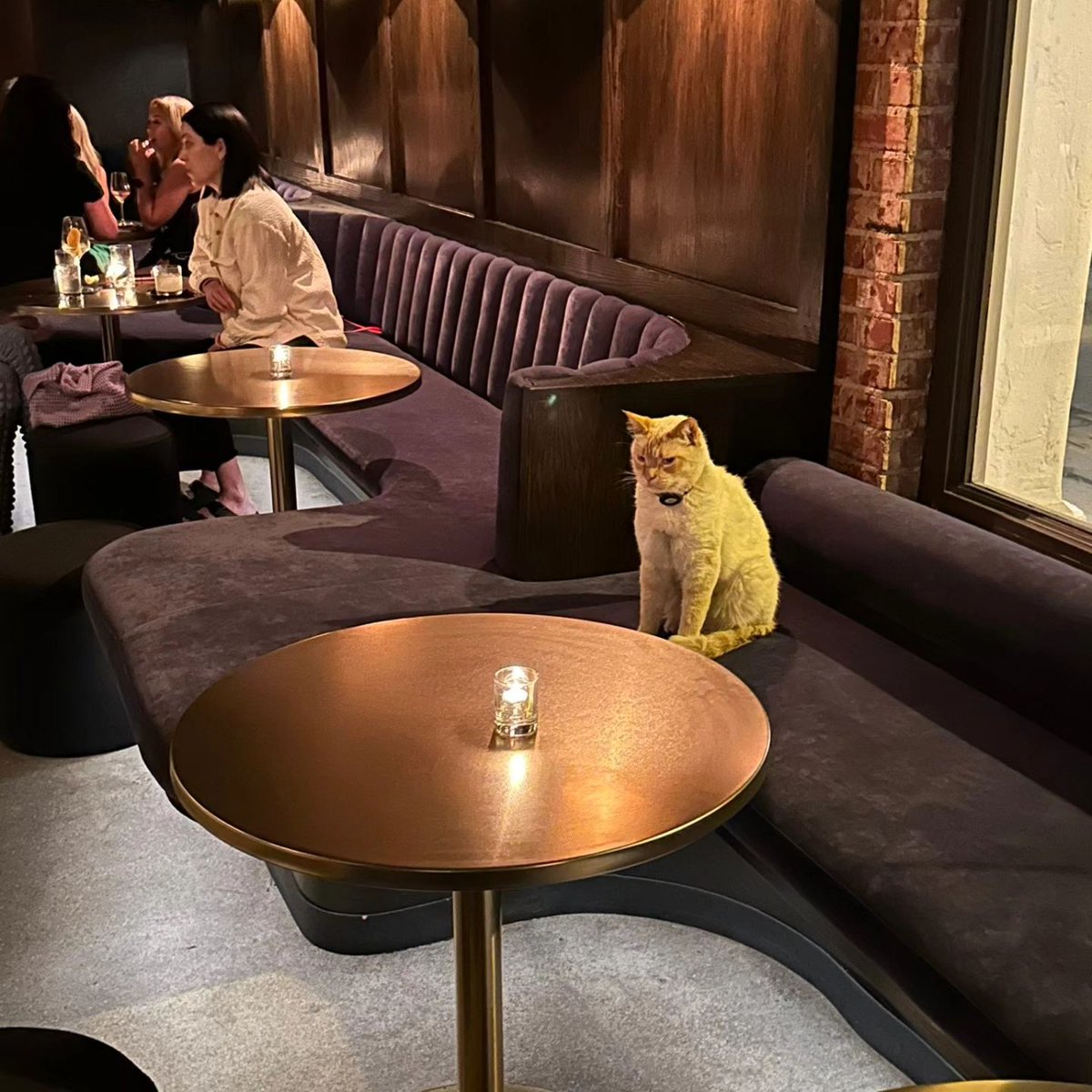 PunchingCat's tweet photo. his date stood him up 😔 https://t.co/dHZjbUwujI