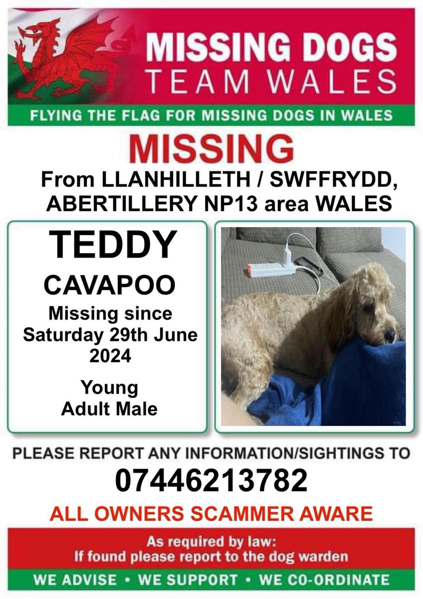 rosiedoc666's tweet photo. #SpanielHour
TEDDY MISSING FROM #LLANHILLETH / #SWFFRYDD, #ABERTILLERY, #NP13 WALES
On a walk with neighbour Saturday 29/6/24
Pls KEEP A LOOKOUT/RING NUMBER ON POSTER WITH ANY INFO TY
@ruthwill64 @BryantDjbryant @JacquiSaid @Anthony_Bailey_ @juliagarland73 @alid2912 @bs2510 https://t.co/II7d54cWPy
