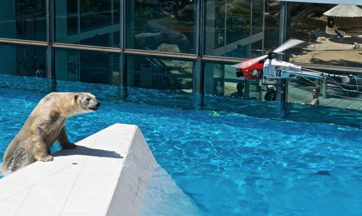 What is he looking at, the camera, the Drone? 😎