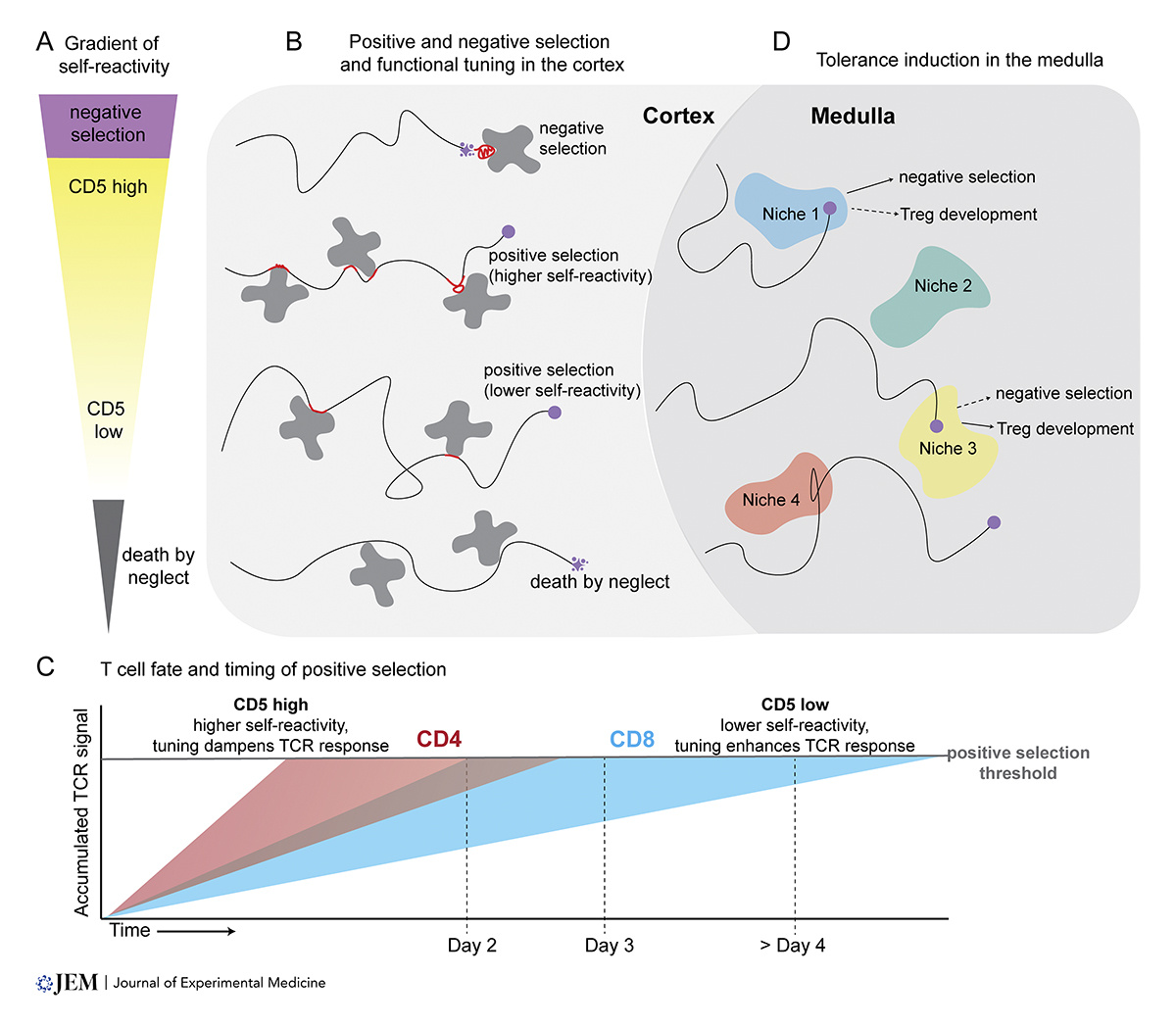 RockUPress's tweet photo. In @JExpMed, @LabRobey provides new insights into T cell development. A new "sequential selection" model explaining how MHC recognition drives lineage choices and the role of medullary niches in self-tolerance induction. https://t.co/ZX0sFsBsJH
#ThymicDevelopment https://t.co/Li79UwTRxV