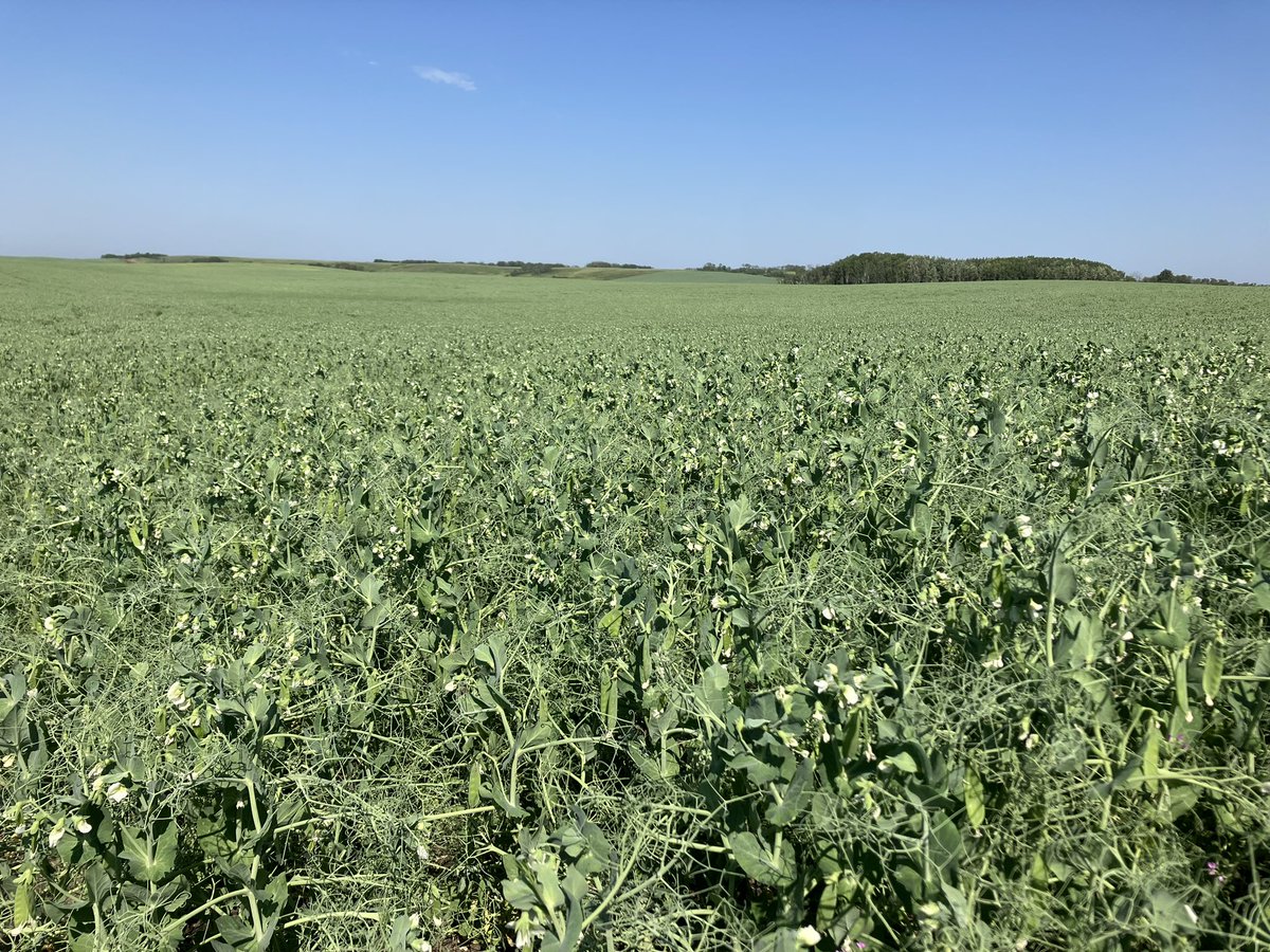 Peas looking amazing! Pods forming and still flowering! 
#crop2024 <a href="/UFAcooperative/">UFA Co-operative</a>
