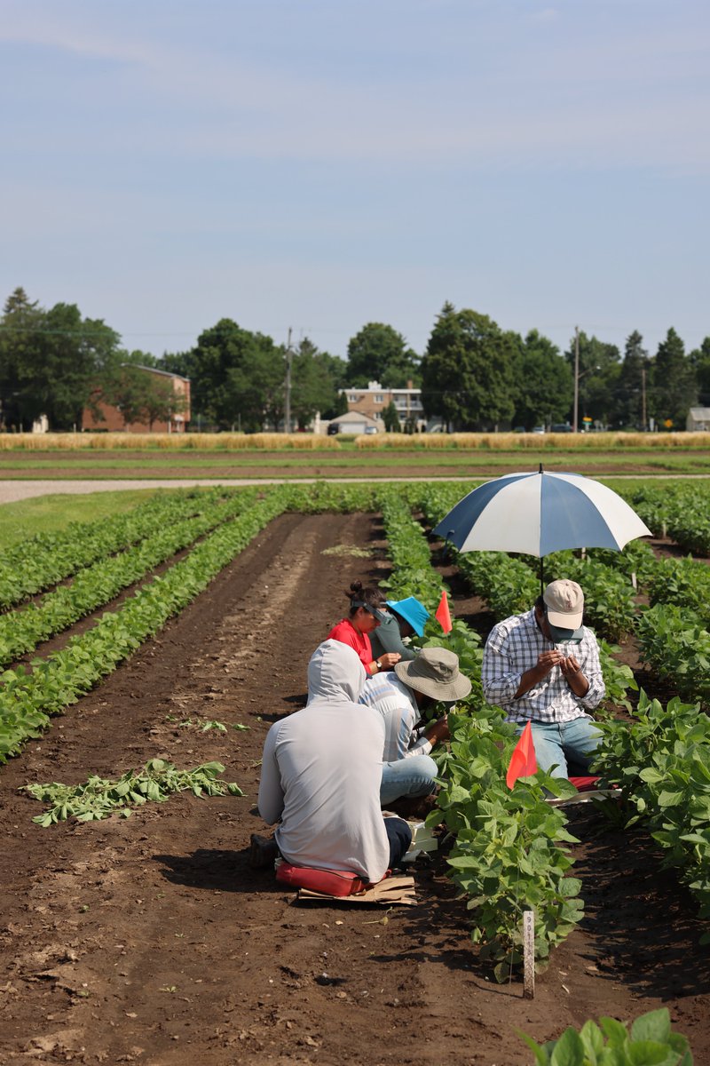 UMN Soybean Breeding tweet media