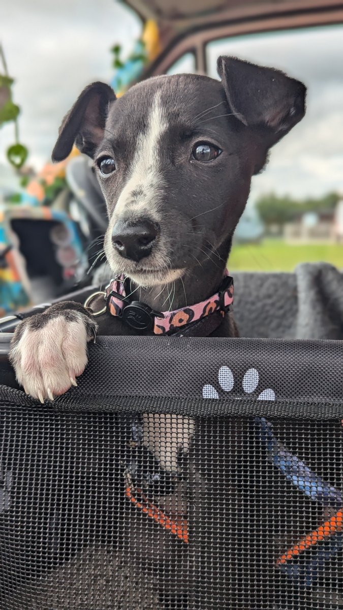 WeGailyGadabout's tweet image. Took the pups on their first van trip away camping. 

It went better than expected, though the toilet training is still an issue (!)

#amcamping #whippet #CorgiCrew