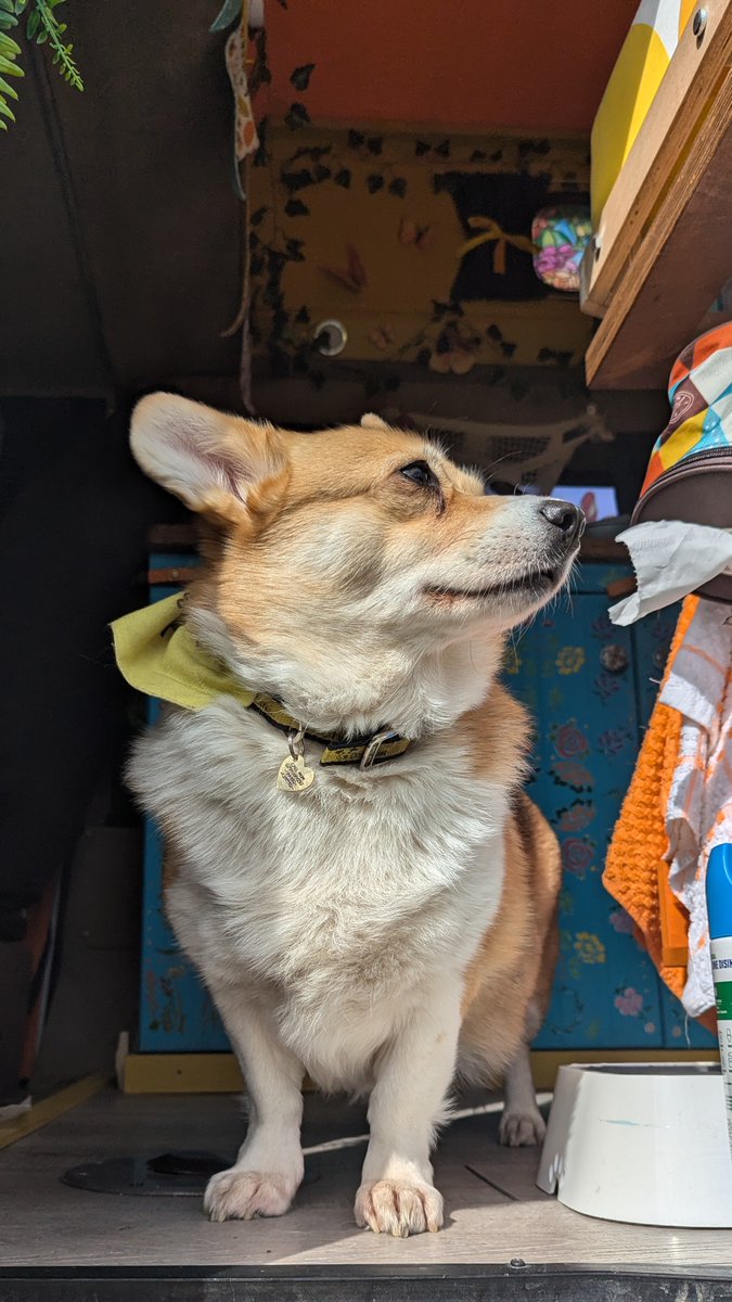 WeGailyGadabout's tweet image. Took the pups on their first van trip away camping. 

It went better than expected, though the toilet training is still an issue (!)

#amcamping #whippet #CorgiCrew