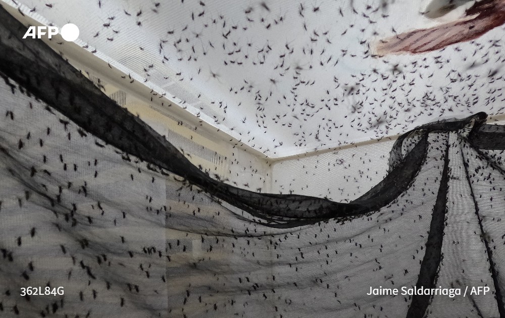 Lina Vanegas Estrada (@linavaes) on Twitter photo En una fábrica de mosquitos en Medellín algunos escapan y pican a los visitantes. Aunque idénticos a los que transmiten el dengue, son inofensivos y hacen parte de un experimento para combatir la enfermedad. #AFP
➡️u.afp.com/58XC
✍️<a href="/unacuentadenada/">Sebastian Serrano</a>
📹<a href="/JuanRestrepoCol/">Juanes Restrepo</a> En una fábrica de mosquitos en Medellín algunos escapan y pican a los visitantes. Aunque idénticos a los que transmiten el dengue, son inofensivos y hacen parte de un experimento para combatir la enfermedad. #AFP
➡️u.afp.com/58XC
✍️<a href="/unacuentadenada/">Sebastian Serrano</a>
📹<a href="/JuanRestrepoCol/">Juanes Restrepo</a>