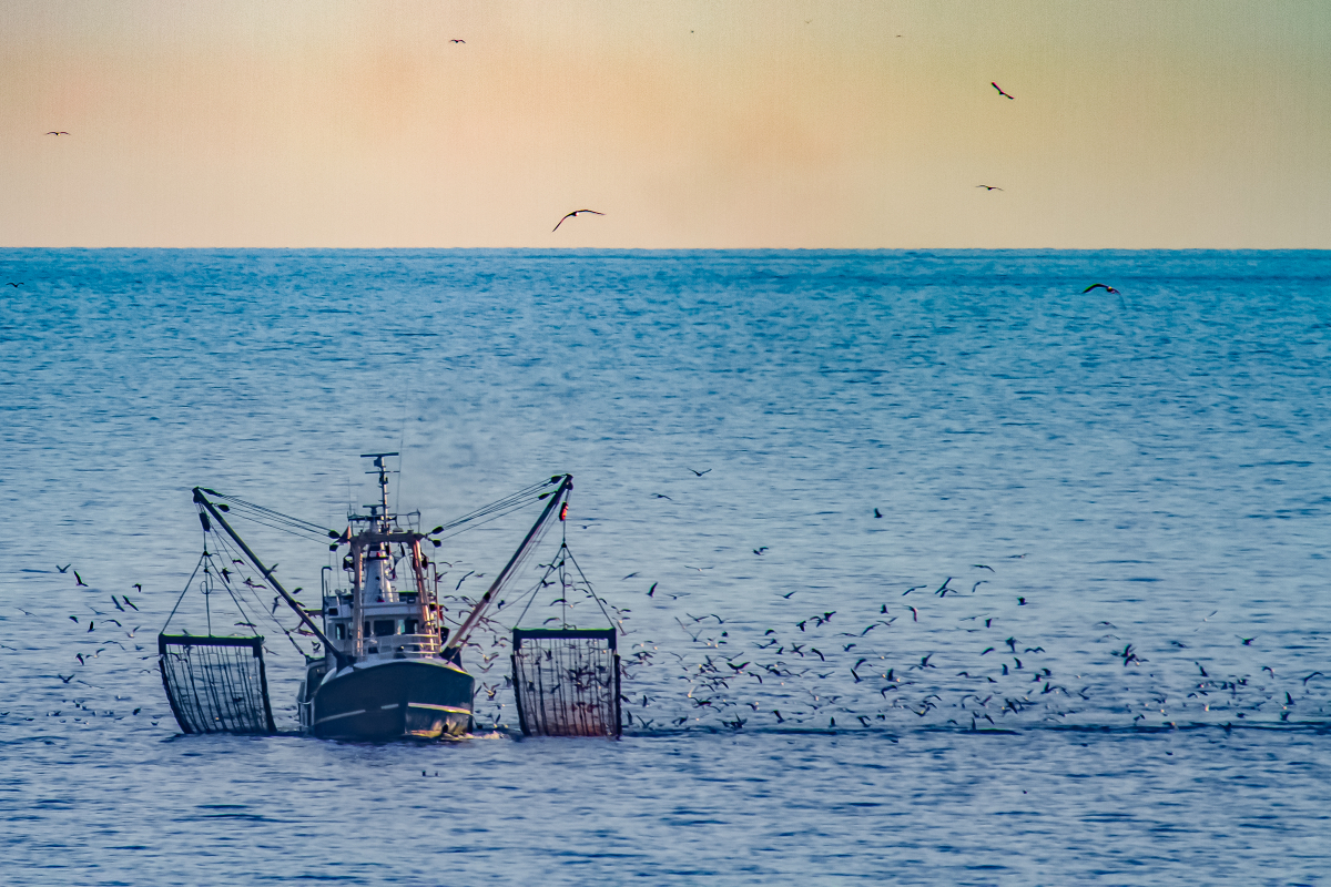 🔴I #ICMNEWS I🔴

🎣New <a href="/FAO/">Food and Agriculture Organization</a> report in which our colleague <a href="/CollMonton/">marta coll</a> has participated warns that fish biomass faces steep falls by end of century under high-emissions scenario.

🔗icm.csic.es/en/news/un-rep…

📷 iStock