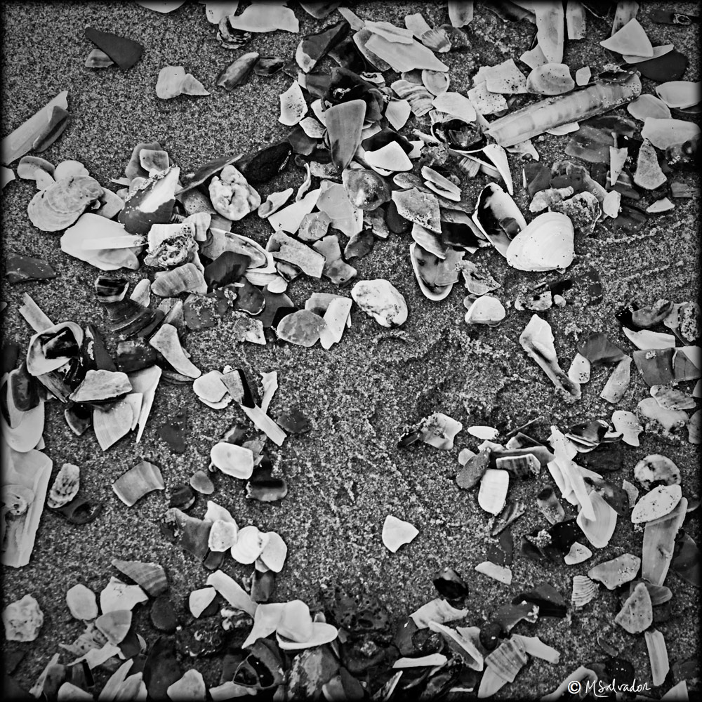 MariaSalva33854's tweet photo. Shells
@Gallery365photo
#Gallery365in2024
#Gallery365in2024JulySiskind
#blackandwhite #squares #winterbeach https://t.co/QBeiMKjVWD