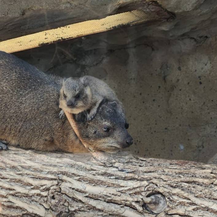 calgaryzoo's tweet photo. Motherhood is an adjustment. π
We can't get enough of these rock hyraxes! New mom 'Oshana' is displaying great maternal instincts. The tater tots are nursing well and showing off their #potatoparkour by climbing to the top of the habitat. π₯π§ββοΈ
#YourZooYYC #ThreePotatoesYYC https://t.co/PKTpQFd4Tm