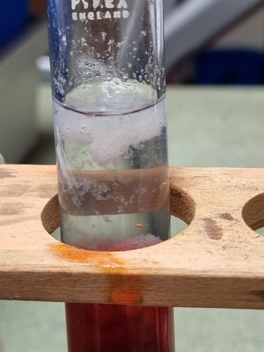 CHSBScienceDept's tweet photo. Extracting DNA ๐งฌ from strawberries like a genetic wizard ๐ฌ๐ #ScienceIsCool What do you think?
#chsb #science #dna #strawberries #experiment #extracting https://t.co/iSSwahABvc