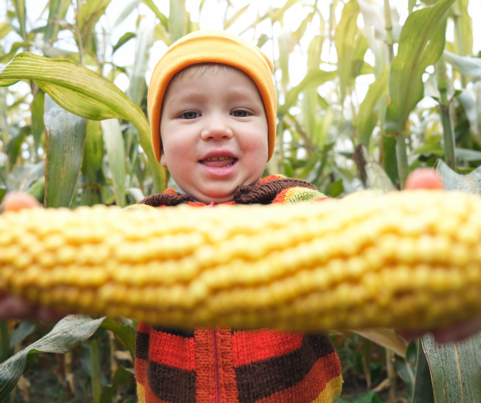 RedRiverAg_MN's tweet image. 𝗙𝗨𝗡 𝗙𝗔𝗖𝗧

Corn is genetically diverse, with thousands of different varieties grown worldwide. Each variety has unique traits suited to different climates, soil types, and purposes.

#redriverag #heftyseed #corn #funfact #didyouknow
