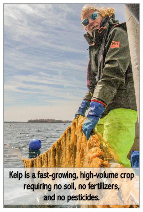 Sharing our first new story for this week: A game-changing ocean crop with almost non-existent farm-to-table carbon emissions is waiting in the wings for its time in the sun, by @zack_metcalfe.

climatestorynetwork.ca/kelp-is-out-th… #LCC @hci3_fund <a href="/EcologyAction/">Ecology Action Centre (EAC)</a> <a href="/ChangingTastes/">ChangingTastes</a> <a href="/HNHINC/">Helping Nature Heal</a>