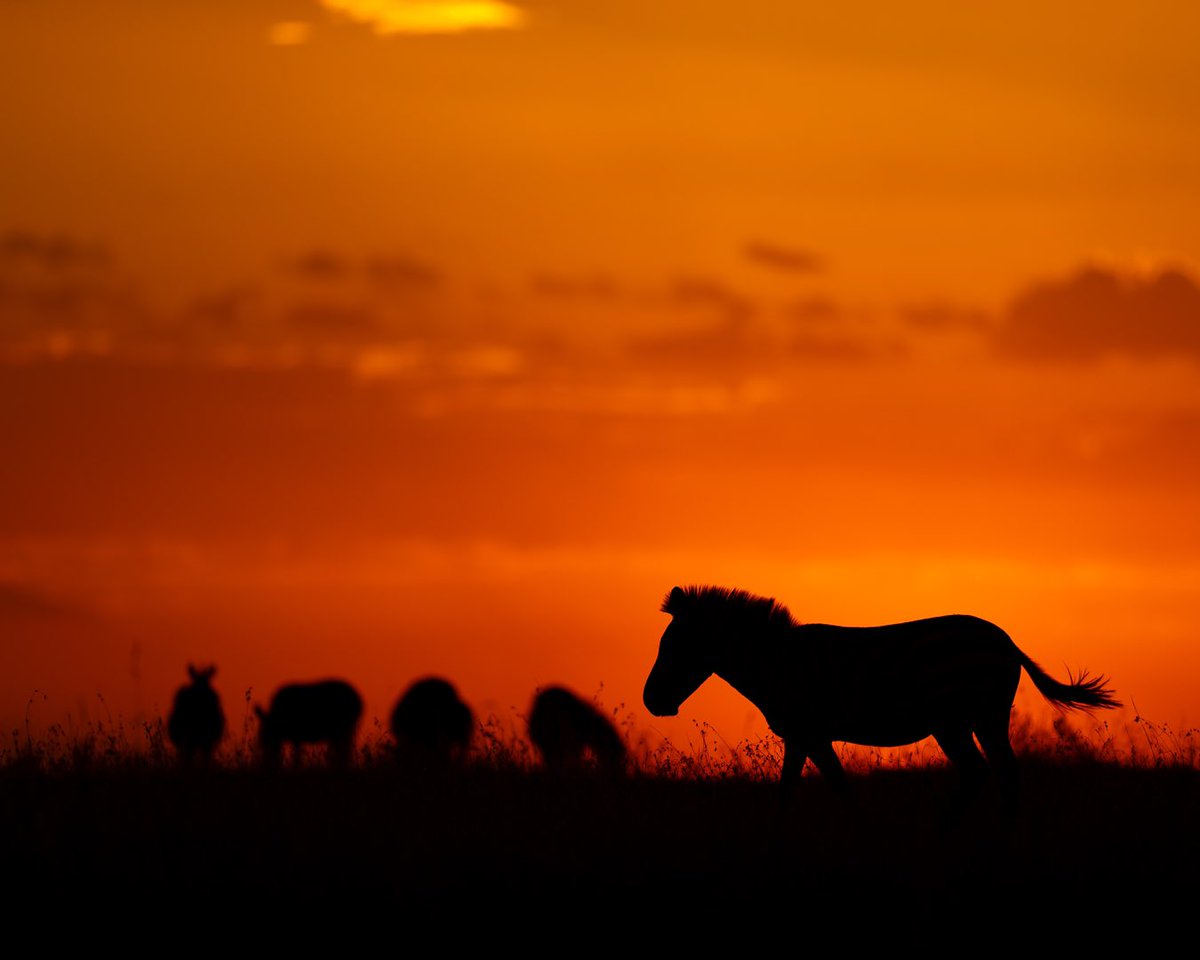 Some of my Masai Mara images. Have not been active on X. Time to get back. Hope I can continue sharing my images and knowledge on photography here.
