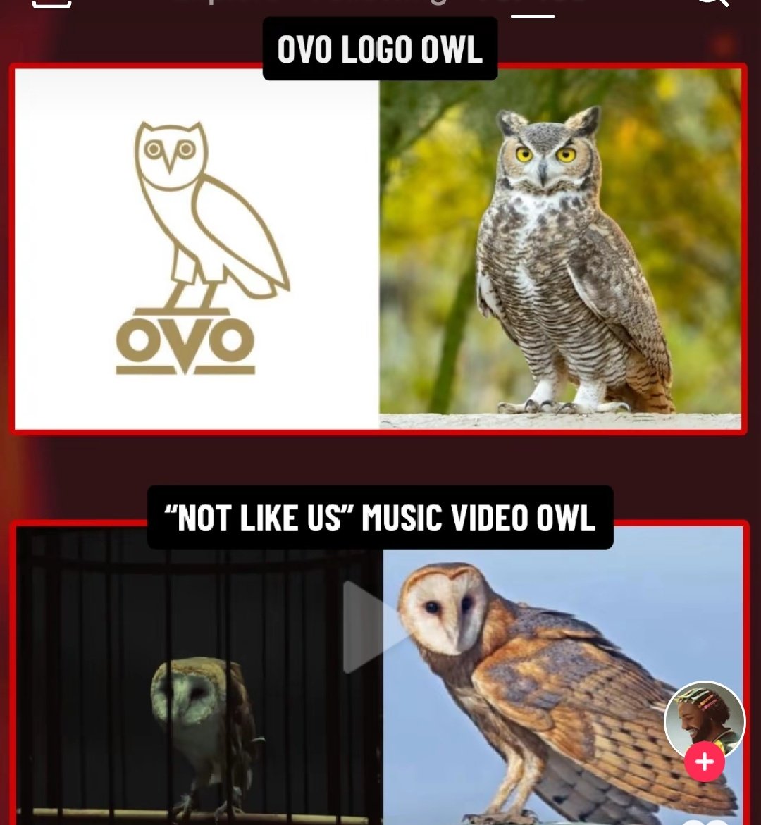 75fiftyco's tweet photo. Heard they used a #BarnOwl in the minions video 😂😂 https://t.co/Kq6yB6igoo