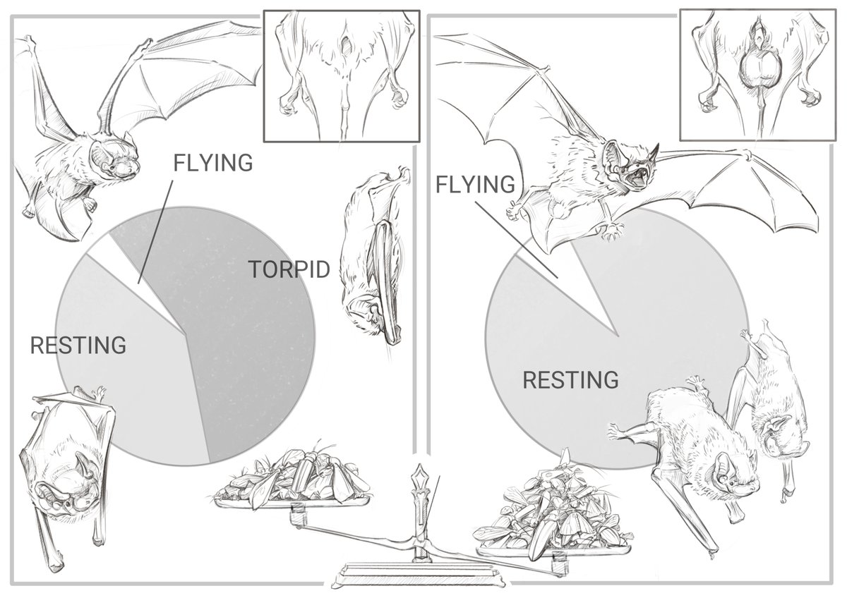 Lara Keicher (@lara_keicher) on Twitter photo Ever wondered how high the heart rate of a bat reaches during flight? Curious about how many insects they need to eat to satisfy their energy demands during sperm-production? Read our latest paper: royalsocietypublishing.org/doi/epdf/10.10… 💗
Thanks <a href="/lazaroillustrat/">Javier Lazaro - science & wildlife art</a> for the stunning illustration! Ever wondered how high the heart rate of a bat reaches during flight? Curious about how many insects they need to eat to satisfy their energy demands during sperm-production? Read our latest paper: royalsocietypublishing.org/doi/epdf/10.10… 💗
Thanks <a href="/lazaroillustrat/">Javier Lazaro - science & wildlife art</a> for the stunning illustration!