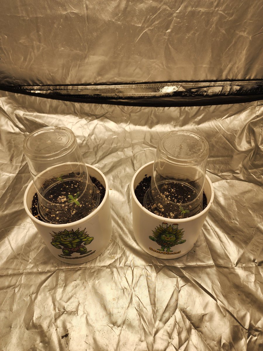 PreciseGrows's tweet image. Day 3, with Humidity Domes.
@CheebaPet @CheebaTom
#CheebaPet #CheebaTribe