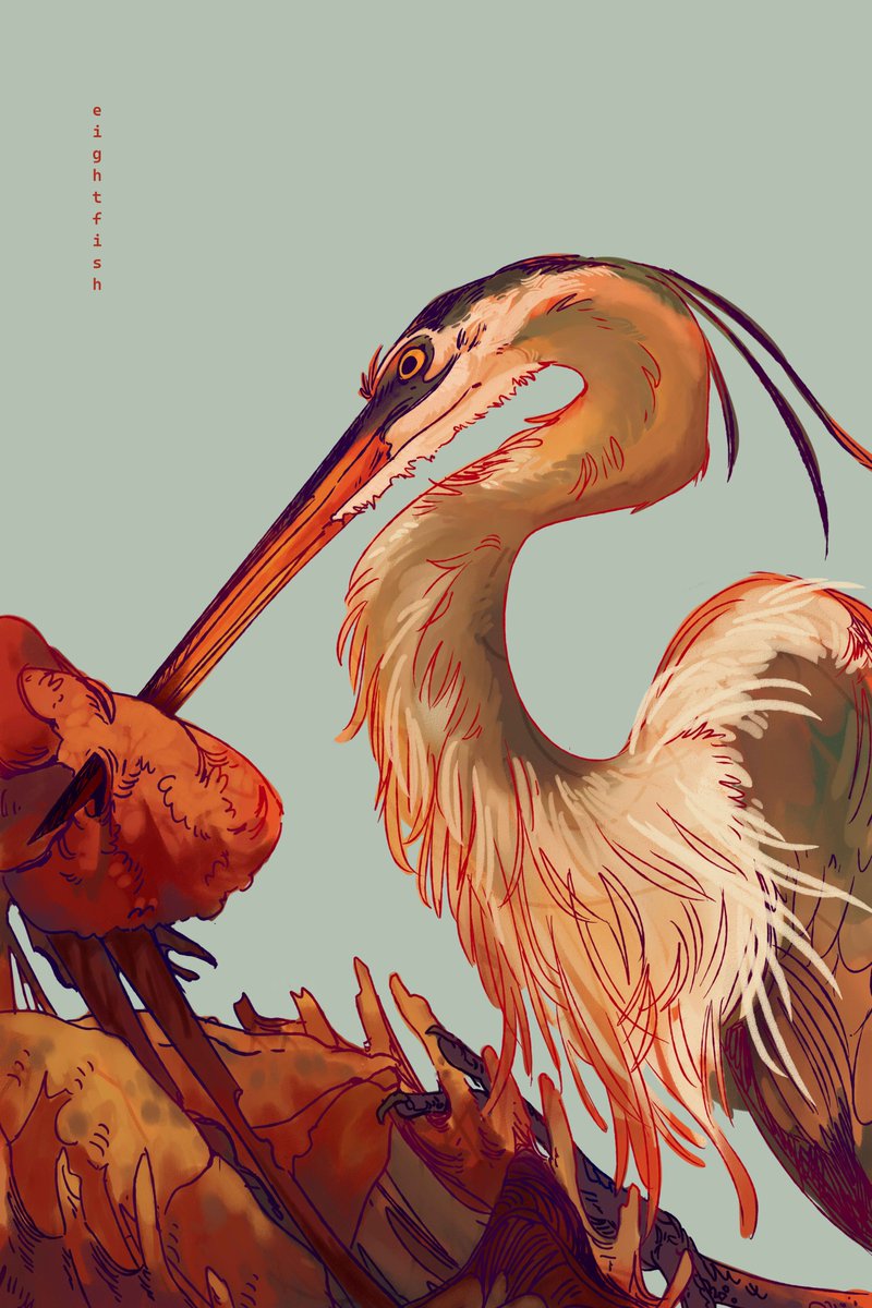 ActuallyOctopi's tweet photo. An old woman in a Florida swamp told me she once knew a man who had been killed by a stab in the heart from a great blue heron. https://t.co/LQ9x4KCAKN
