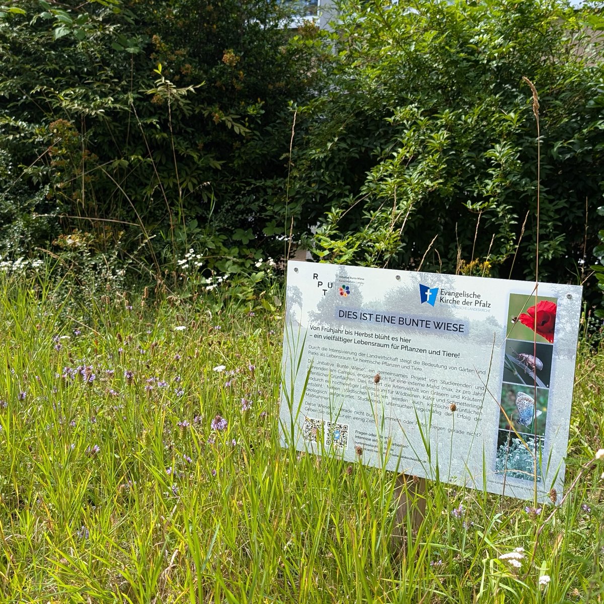 BunteWieseKLLD's tweet photo. #Mahd an der #Matthäuskirche #Wollmesheim. Die Fläche hat sich gut entwickelt, der Blütenanteil steigt. Der Schnitt war dringend nötig, aus der benachbarten Hecke drängt bereits #Brombeere in die Fläche, Keimlinge von #Walnuss und #Ahorn waren verbreitet.
#BunteWiese #Landau https://t.co/7bKUnXmbzH