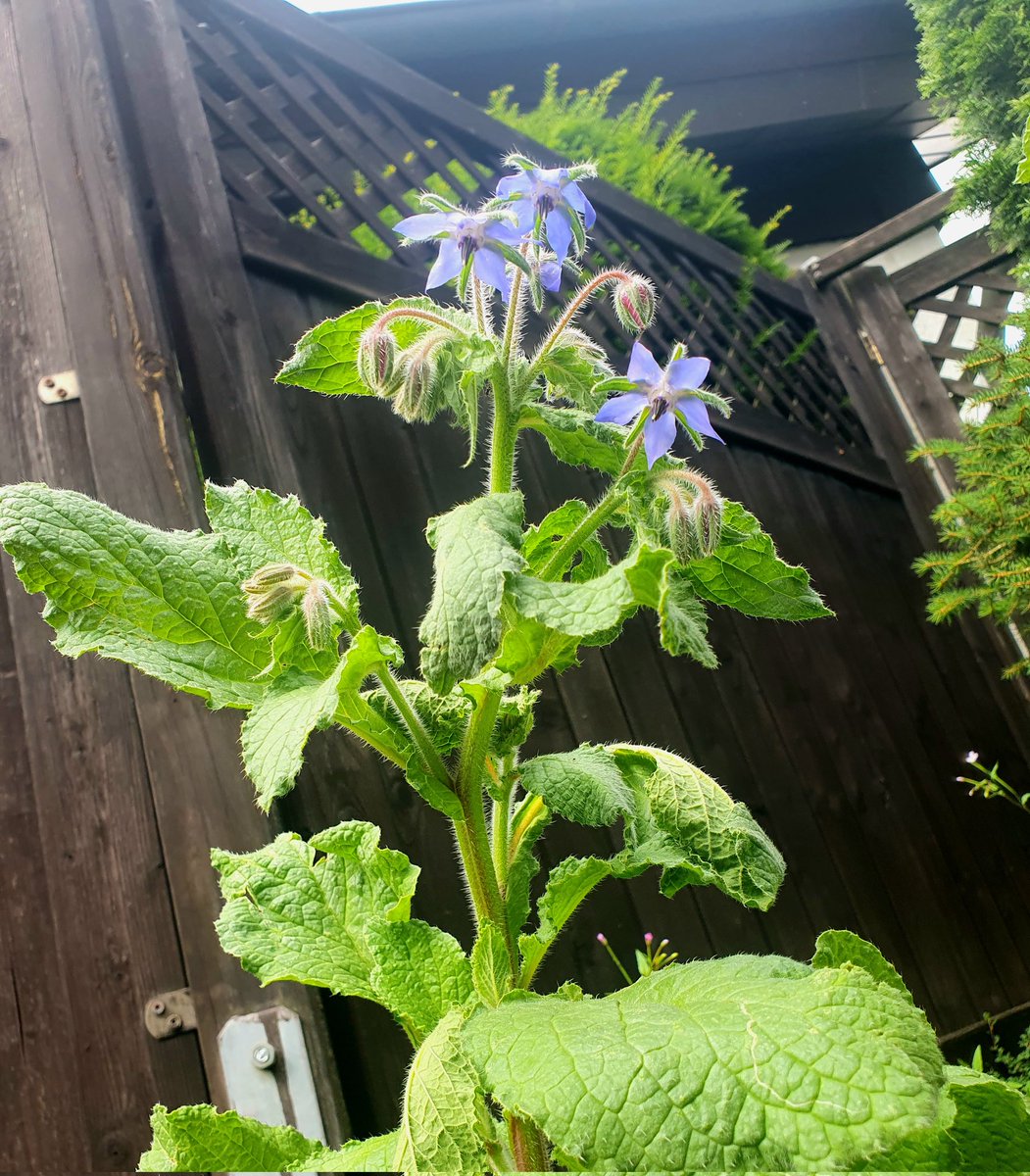 carolin_beck's tweet photo. Für mehr #Borretsch im #Garten! #insektenfreundlich https://t.co/t7mga8rMYJ