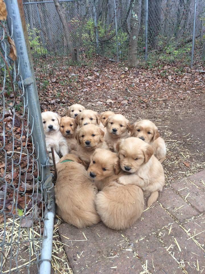 Doglover (@puppiesdoglover) on Twitter photo 