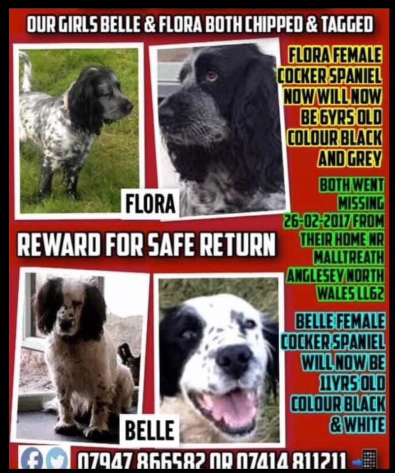 rosiedoc666's tweet photo. #SpanielHour 

FLORA female #Cocker black &amp; grey 
BELLE female #Cocker black &amp; white 

BOTH MISSING SINCE 26/2/17 from owners small holding near #Malltreath
#Anglesey NORTH WALES #LL62 

Missing so long…where are they now? 

@juliagarland73 @ruthwill64 @JacquiSaid @BitofDecorum https://t.co/sUS9J77yQf