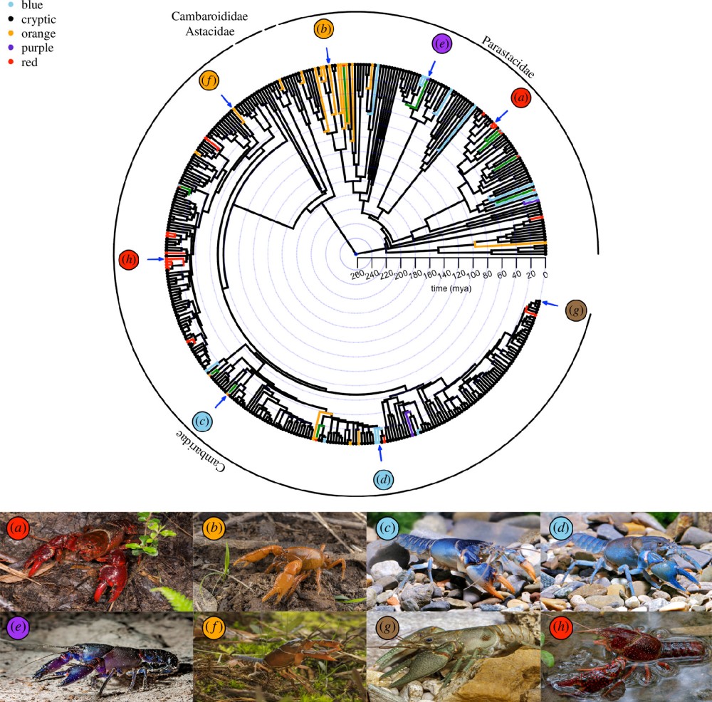 Royal Society Publishing (@rsocpublishing) on Twitter photo How does conspicuous colouration evolve alongside burrowing behaviour? A new #ProcB paper investigates with crayfish: ow.ly/Xceb50SyEJx
<a href="/Dylan_Padilla94/">Dylan Padilla</a> <a href="/CrustaceanSoci/">The Crustacean Society</a> How does conspicuous colouration evolve alongside burrowing behaviour? A new #ProcB paper investigates with crayfish: ow.ly/Xceb50SyEJx
<a href="/Dylan_Padilla94/">Dylan Padilla</a> <a href="/CrustaceanSoci/">The Crustacean Society</a>
