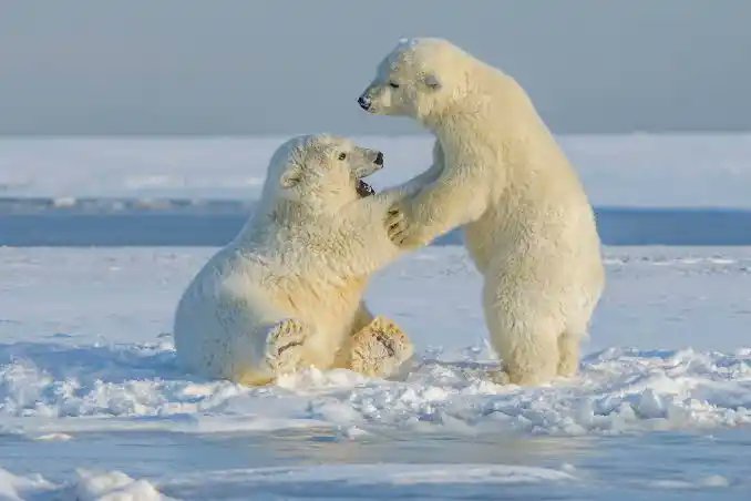 Carlsmith3ree's tweet photo. @IMPT_token Climate change leads to longer, warmer summers causing much of the Arctic Ocean to be ice-free for extended periods of time, decreasing the polar bears’ access to their natural habitat and primary prey. Shop to earn and save this specie.
#IMPTVanishingSpecies #IMPTSummerChallenge https://t.co/HwylQWl2nv