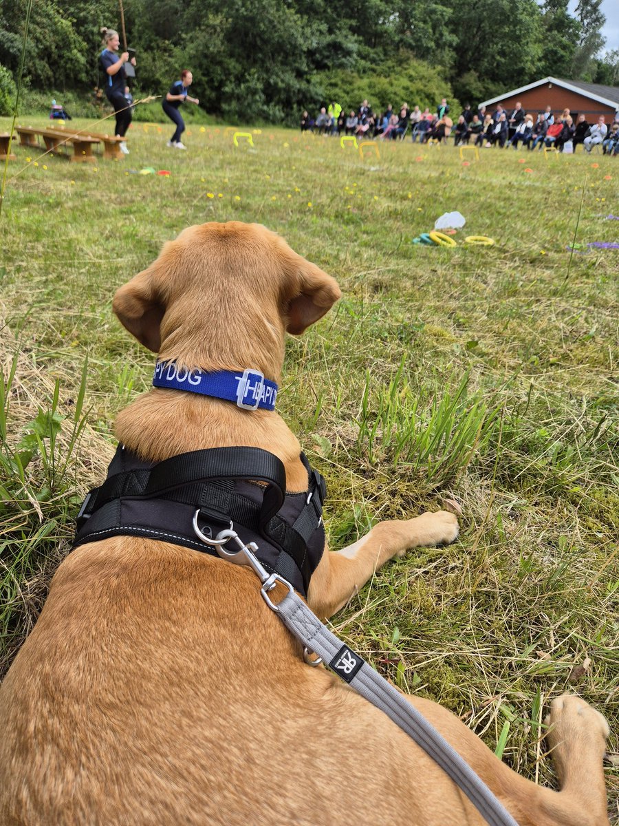 Wild Bank Odie (@odie_wildbank) on Twitter photo Sport is fun! <a href="/WildBankPrimary/">Wild Bank Primary School 💙</a> <a href="/TrustVictorious/">Victorious Academies Trust</a> #schooldog #sportsday Sport is fun! <a href="/WildBankPrimary/">Wild Bank Primary School 💙</a> <a href="/TrustVictorious/">Victorious Academies Trust</a> #schooldog #sportsday